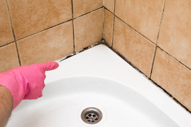 Best Localized Mold Remediation (e.g., coastal areas, humid climates) in Piedmont, SD